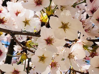 IMG_0806.jpg